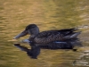Filename=201_fotowilga~41.JPG
Filesize=277KB
Dimensions=700x525
Date added=Dec 16, 2018 201_fotowilga~41.JPG