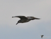 Filename=201_fotowilga~47.JPG
Filesize=150KB
Dimensions=700x549
Date added=Jan 29, 2019 201_fotowilga~47.JPG