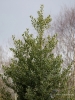 Filename=201_fotowilga~51.JPG
Filesize=356KB
Dimensions=525x700
Date added=May 16, 2019 201_fotowilga~51.JPG