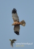 201_fotowilga~8.JPG