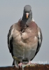 Filename=202_fotowilga~10.JPG
Filesize=46KB
Dimensions=339x480
Date added=Mar 08, 2015 202_fotowilga~10.JPG