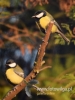 Filename=202_fotowilga~28.JPG
Filesize=57KB
Dimensions=360x480
Date added=Dec 20, 2016 202_fotowilga~28.JPG