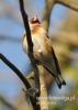 202_fotowilga~42.JPG