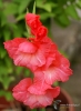 Filename=202_fotowilga~47.JPG
Filesize=227KB
Dimensions=511x700
Date added=Nov 24, 2019 202_fotowilga~47.JPG