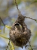 Filename=203_fotowilga~34.JPG
Filesize=253KB
Dimensions=525x700
Date added=Apr 18, 2017 203_fotowilga~34.JPG