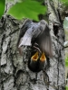 Filename=203_fotowilga~44.JPG
Filesize=320KB
Dimensions=525x700
Date added=Dec 12, 2018 203_fotowilga~44.JPG