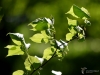 Filename=203_fotowilga~48.JPG
Filesize=240KB
Dimensions=700x525
Date added=Mar 09, 2019 203_fotowilga~48.JPG