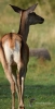 Filename=203_fotowilga~54.JPG
Filesize=187KB
Dimensions=362x700
Date added=Nov 01, 2019 203_fotowilga~54.JPG