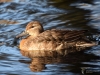 203_fotowilga~58.JPG