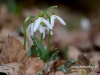 Filename=204_fotowilga~35.JPG
Filesize=81KB
Dimensions=640x480
Date added=Mar 13, 2017 204_fotowilga~35.JPG