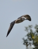 Filename=204_fotowilga~7.JPG
Filesize=180KB
Dimensions=550x700
Date added=Jan 30, 2019 204_fotowilga~7.JPG