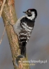 Filename=205_fotowilga~20.JPG
Filesize=72KB
Dimensions=343x480
Date added=Feb 21, 2016 205_fotowilga~20.JPG