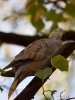 Filename=207_fotowilga~41.JPG
Filesize=245KB
Dimensions=525x700
Date added=Feb 21, 2019 207_fotowilga~41.JPG