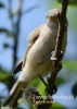 Filename=208_fotowilga~27.JPG
Filesize=53KB
Dimensions=343x480
Date added=Jun 14, 2016 208_fotowilga~27.JPG