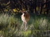 Filename=208_fotowilga~47.JPG
Filesize=331KB
Dimensions=700x514
Date added=Sep 24, 2019 208_fotowilga~47.JPG