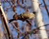 Filename=209_fotowilga~28.JPG
Filesize=83KB
Dimensions=600x480
Date added=Dec 18, 2016 209_fotowilga~28.JPG