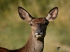 Filename=209_fotowilga~50.JPG
Filesize=238KB
Dimensions=700x525
Date added=Nov 02, 2019 209_fotowilga~50.JPG