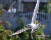 Filename=210_fotowilga~14.JPG
Filesize=93KB
Dimensions=611x480
Date added=Aug 30, 2015 210_fotowilga~14.JPG