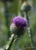 Filename=210_fotowilga~38.JPG
Filesize=219KB
Dimensions=499x700
Date added=Feb 11, 2018 210_fotowilga~38.JPG