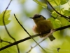 Filename=210_fotowilga~44.JPG
Filesize=263KB
Dimensions=700x525
Date added=Mar 02, 2019 210_fotowilga~44.JPG