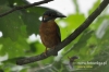Filename=212_fotowilga~19.JPG
Filesize=89KB
Dimensions=640x427
Date added=Dec 25, 2015 212_fotowilga~19.JPG