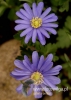Filename=212_fotowilga~23.JPG
Filesize=71KB
Dimensions=343x480
Date added=May 14, 2016 212_fotowilga~23.JPG
