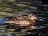 213_fotowilga~46.JPG