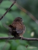 Filename=213_fotowilga~53.JPG
Filesize=288KB
Dimensions=525x700
Date added=Aug 21, 2019 213_fotowilga~53.JPG