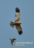 Filename=213_fotowilga~7.JPG
Filesize=46KB
Dimensions=343x480
Date added=Oct 03, 2014 213_fotowilga~7.JPG