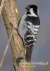 Filename=214_fotowilga~24.JPG
Filesize=77KB
Dimensions=343x480
Date added=Feb 23, 2016 214_fotowilga~24.JPG