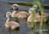 Filename=214_fotowilga~28.JPG
Filesize=84KB
Dimensions=640x457
Date added=Jun 13, 2016 214_fotowilga~28.JPG
