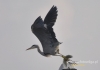 Filename=215_fotowilga~18.JPG
Filesize=52KB
Dimensions=640x452
Date added=Nov 07, 2015 215_fotowilga~18.JPG