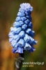 Filename=216_fotowilga~4.JPG
Filesize=81KB
Dimensions=360x540
Date added=Jan 18, 2013 216_fotowilga~4.JPG