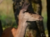 Filename=217_fotowilga~45.JPG
Filesize=243KB
Dimensions=700x525
Date added=Oct 09, 2019 217_fotowilga~45.JPG