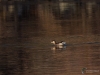 217_fotowilga~49.JPG
