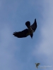 Filename=218_fotowilga~51.JPG
Filesize=181KB
Dimensions=525x700
Date added=Mar 22, 2019 218_fotowilga~51.JPG