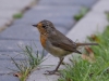 Filename=218_fotowilga~52.JPG
Filesize=262KB
Dimensions=700x525
Date added=Oct 21, 2019 218_fotowilga~52.JPG
