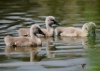 Filename=219_fotowilga~44.JPG
Filesize=227KB
Dimensions=700x500
Date added=Nov 15, 2017 219_fotowilga~44.JPG