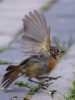 Filename=219_fotowilga~55.JPG
Filesize=255KB
Dimensions=525x700
Date added=Oct 20, 2019 219_fotowilga~55.JPG