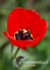 Filename=220_fotowilga~21.JPG
Filesize=54KB
Dimensions=343x480
Date added=May 04, 2016 220_fotowilga~21.JPG