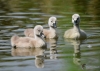 Filename=220_fotowilga~42.JPG
Filesize=233KB
Dimensions=700x500
Date added=Jan 24, 2018 220_fotowilga~42.JPG