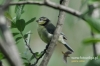Filename=221_fotowilga~19.JPG
Filesize=86KB
Dimensions=640x427
Date added=Apr 30, 2016 221_fotowilga~19.JPG