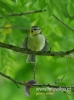 Filename=221_fotowilga~31.JPG
Filesize=74KB
Dimensions=356x480
Date added=Jun 06, 2017 221_fotowilga~31.JPG