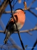 Filename=221_fotowilga~39.JPG
Filesize=240KB
Dimensions=525x700
Date added=Mar 01, 2018 221_fotowilga~39.JPG