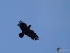Filename=221_fotowilga~43.JPG
Filesize=174KB
Dimensions=700x525
Date added=Oct 26, 2018 221_fotowilga~43.JPG