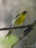 Filename=221_fotowilga~47.JPG
Filesize=260KB
Dimensions=525x700
Date added=Mar 05, 2019 221_fotowilga~47.JPG