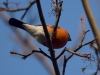 Filename=221_fotowilga~52.JPG
Filesize=233KB
Dimensions=700x525
Date added=May 15, 2019 221_fotowilga~52.JPG