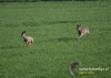 Filename=222_fotowilga~21.JPG
Filesize=134KB
Dimensions=640x457
Date added=May 07, 2016 222_fotowilga~21.JPG