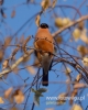 Filename=222_fotowilga~29.JPG
Filesize=64KB
Dimensions=384x480
Date added=Nov 30, 2016 222_fotowilga~29.JPG