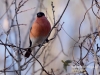 Filename=222_fotowilga~34.JPG
Filesize=93KB
Dimensions=640x480
Date added=Mar 09, 2017 222_fotowilga~34.JPG